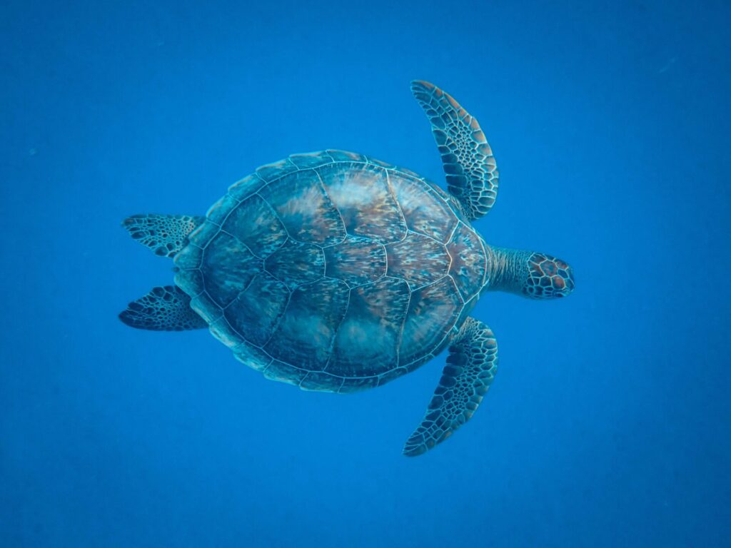 Turtle Floating Underwater 1